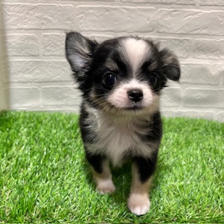 兵庫県のチワワ(ロング) (ワンニャンハウス西宮中央店/2025年8月29日生まれ/男の子/ブラックタンホワイト)の子犬の2枚目の画像