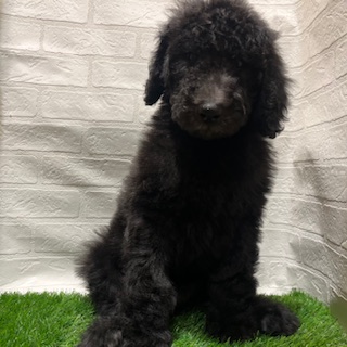 兵庫県のスタンダードプードル (ワンニャンハウス西宮中央店/2025年12月22日生まれ/男の子/グレー)の子犬の3枚目の画像