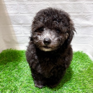 兵庫県のトイプードル(トイ) (ワンニャンハウス西宮中央店/2025年12月25日生まれ/男の子/シルバーフォーンマーキング)の子犬の1枚目の画像