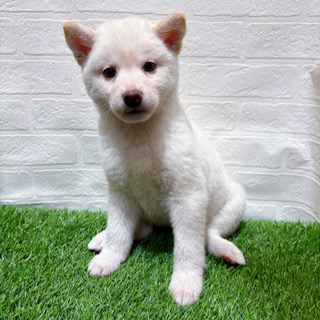 兵庫県の柴犬(標準サイズ) (ワンニャンハウス西宮中央店/2025年10月20日生まれ/女の子/白)の子犬の1枚目の画像