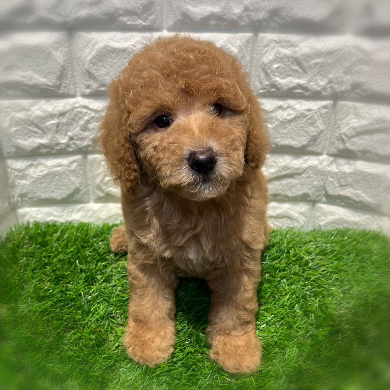 兵庫県のミディアムプードル (ワンニャンハウス西宮中央店/2026年2月10日生まれ/女の子/オレンジフォーン)の子犬の3枚目の画像