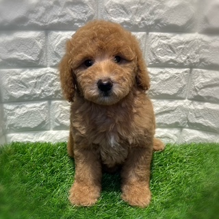 兵庫県のミディアムプードル (ワンニャンハウス西宮中央店/2026年2月10日生まれ/女の子/オレンジフォーン)の子犬の1枚目の画像