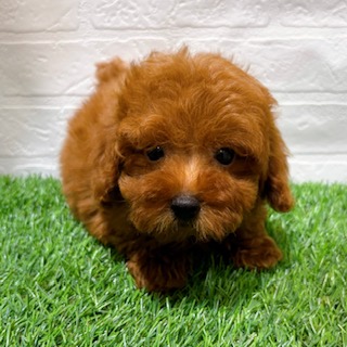 兵庫県のトイプードル(トイ) (ワンニャンハウス西宮中央店/2025年9月1日生まれ/男の子/レッド)の子犬の4枚目の画像