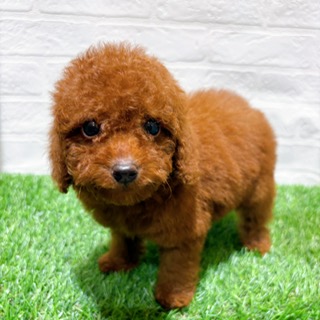 兵庫県のトイプードル(トイ) (ワンニャンハウス西宮中央店/2025年10月20日生まれ/女の子/レッド)の子犬の4枚目の画像