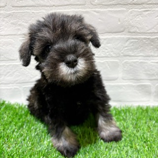 兵庫県のミニチュアシュナウザー (ワンニャンハウス西宮中央店/2025年11月9日生まれ/女の子/ソルトペッパー)の子犬の4枚目の画像