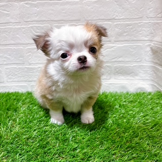 兵庫県のチワワ(ロング) (ワンニャンハウス西宮中央店/2025年11月14日生まれ/男の子/フォーンホワイト)の子犬の2枚目の画像