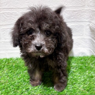 兵庫県のトイプードル(トイ) (ワンニャンハウス西宮中央店/2025年11月30日生まれ/男の子/グレーフォーンマーキング)の子犬の2枚目の画像