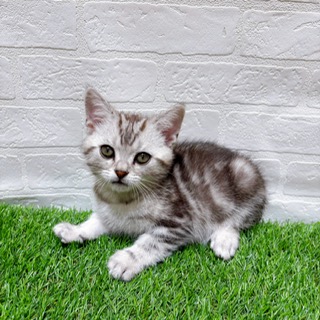 兵庫県のアメリカンショートヘアー (ワンニャンハウス西宮中央店/2025年10月12日生まれ/男の子/シルバータビー)の子猫の2枚目の画像