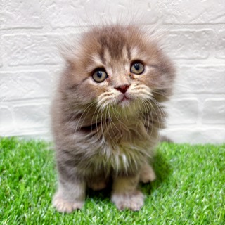 兵庫県のスコティッシュフォールド (ワンニャンハウス西宮中央店/2025年9月20日生まれ/男の子/ブルータビー)の子猫の1枚目の画像