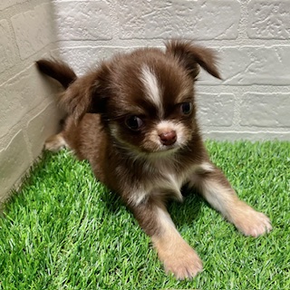 兵庫県のチワワ(ロング) (ワンニャンハウス西宮中央店/2025年8月28日生まれ/男の子/チョコレートタンホワイト)の子犬の2枚目の画像