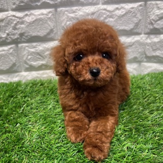 兵庫県のトイプードル(トイ) (ワンニャンハウス西宮中央店/2026年2月18日生まれ/男の子/レッド&フォーン)の子犬の2枚目の画像