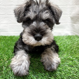 兵庫県のミニチュアシュナウザー (ワンニャンハウス西宮中央店/2025年12月15日生まれ/男の子/ソルトペッパー)の子犬の4枚目の画像