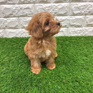 兵庫県のハーフ犬・ミックス犬 (ワンニャンハウス西宮中央店/2026年3月8日生まれ/女の子/アプリコット)の子犬の2枚目の画像