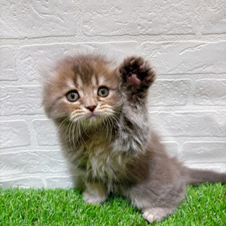 兵庫県のスコティッシュフォールド (ワンニャンハウス西宮中央店/2025年9月20日生まれ/男の子/ブルータビー)の子猫の3枚目の画像