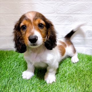 兵庫県のミニチュアダックスフンド(ロング) (ワンニャンハウス西宮中央店/2025年9月2日生まれ/男の子/シェーデットレッド)の子犬の1枚目の画像