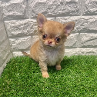 兵庫県のチワワ(ロング) (ワンニャンハウス西宮中央店/2026年2月1日生まれ/男の子/チョコレートフォーン)の子犬の1枚目の画像