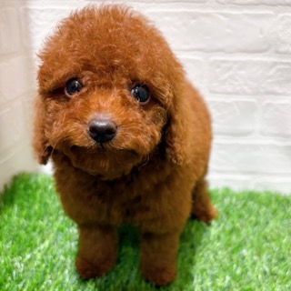 兵庫県のトイプードル(トイ) (ワンニャンハウス西宮中央店/2025年10月20日生まれ/女の子/レッド)の子犬の2枚目の画像