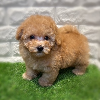 兵庫県のマルプー(マルチーズ×プードル) (ワンニャンハウス西宮中央店/2026年2月2日生まれ/男の子/クリーム)の子犬の2枚目の画像