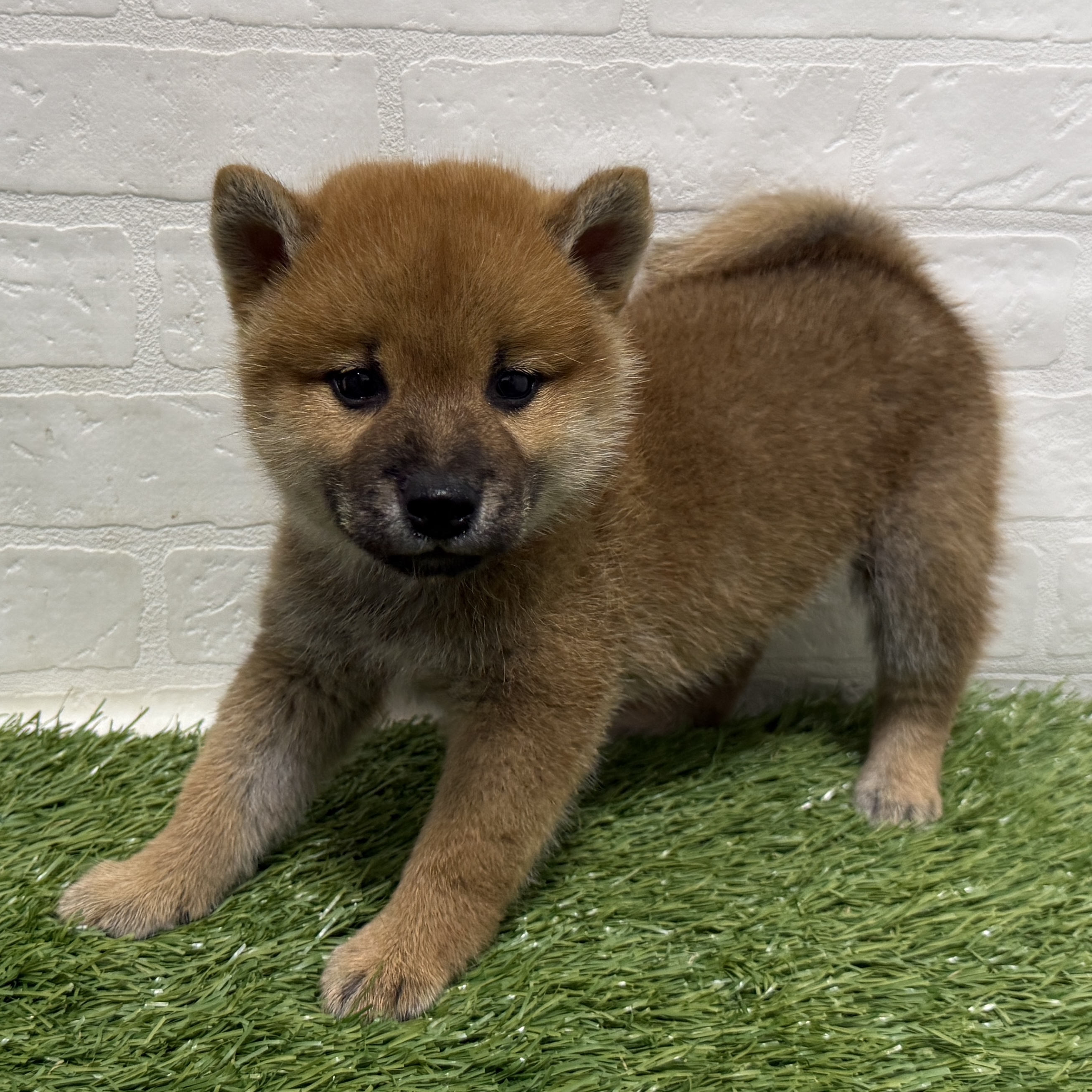 兵庫県の柴犬(標準サイズ) (ワンニャンハウス神戸北町店/2026年6月21日生まれ/男の子/赤)の子犬の1枚目の画像
