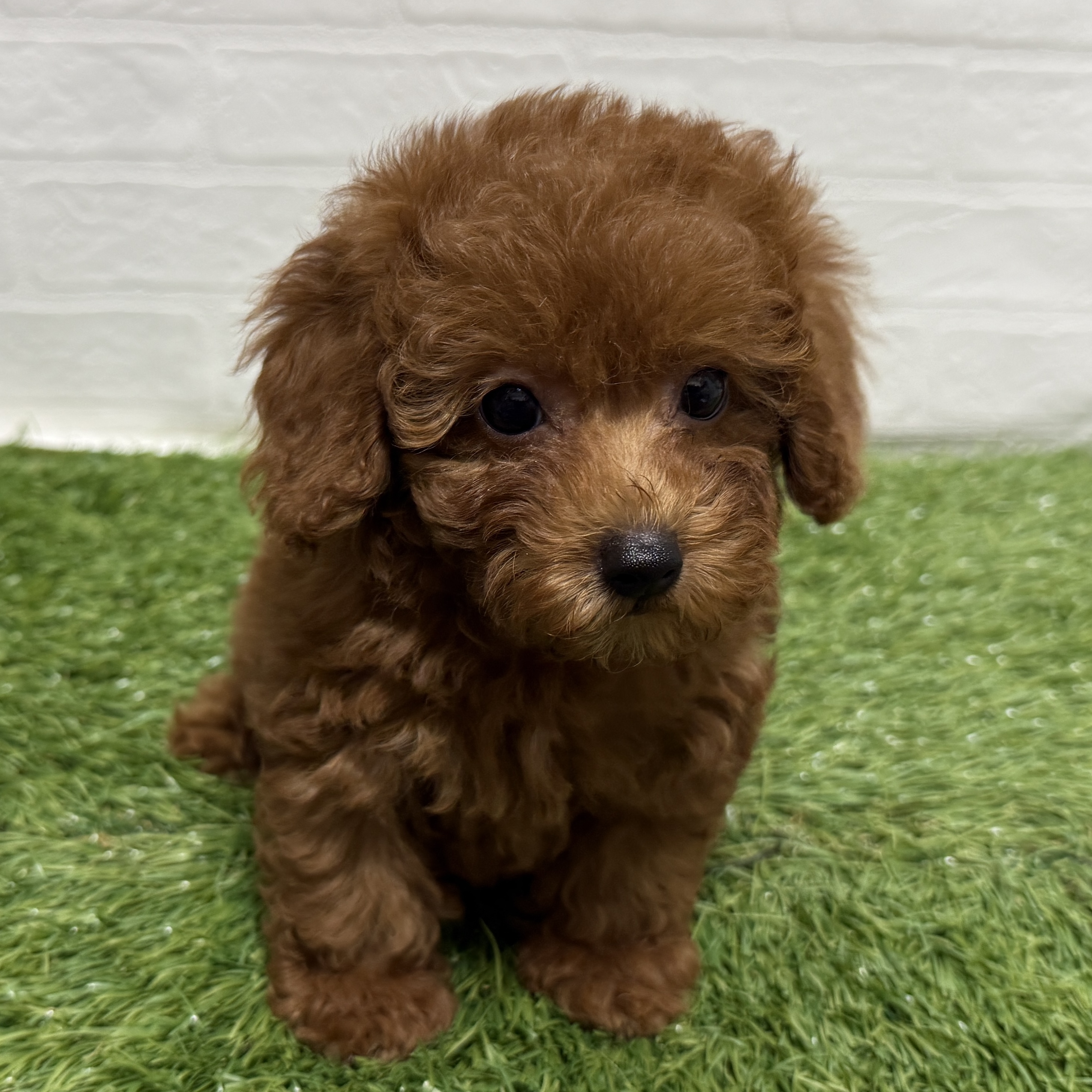 兵庫県のトイプードル(トイ) (ワンニャンハウス神戸北町店/2025年9月28日生まれ/女の子/レッド)の子犬の2枚目の画像