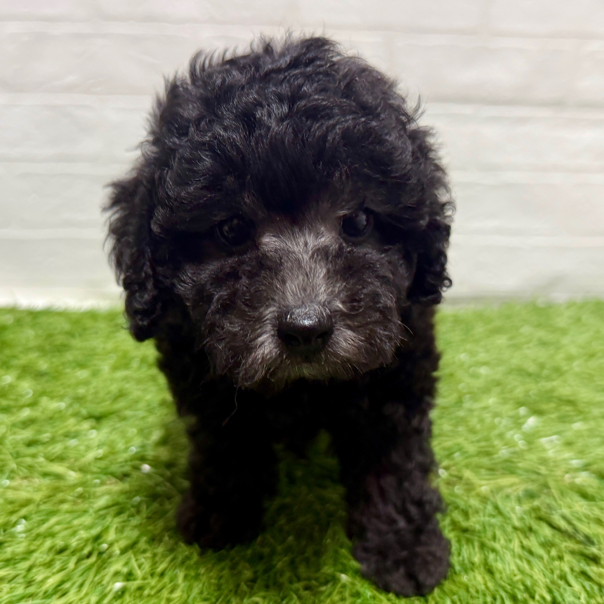 兵庫県のトイプードル(トイ) (ワンニャンハウス神戸北町店/2025年10月20日生まれ/男の子/シルバー)の子犬の4枚目の画像