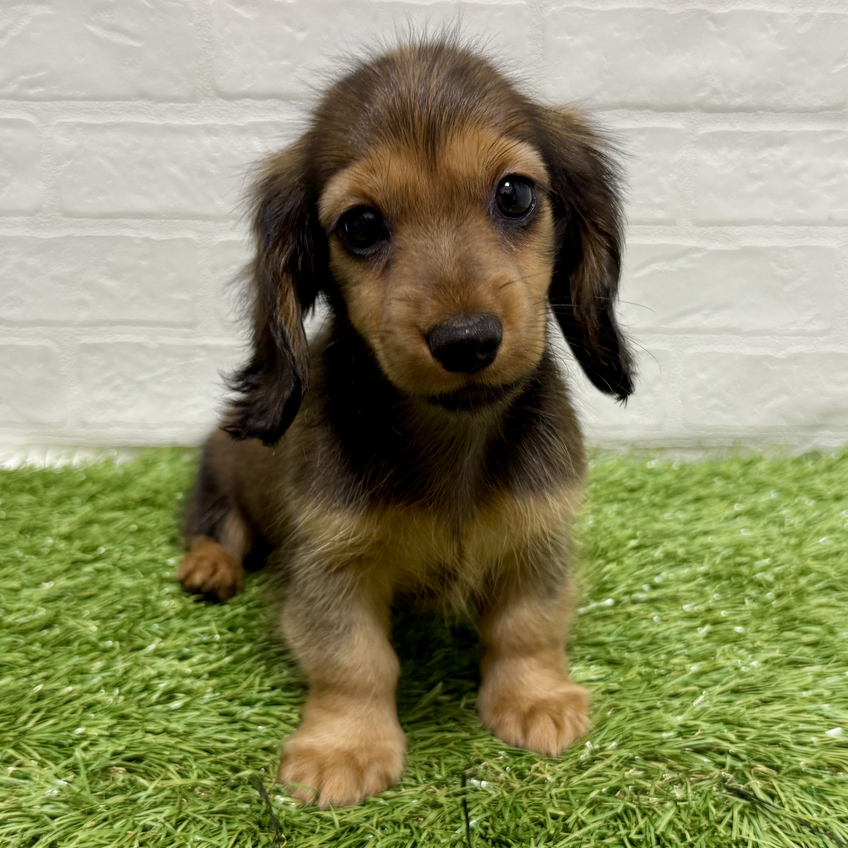 兵庫県のミニチュアダックスフンド(ロング) (ワンニャンハウス神戸北町店/2025年9月4日生まれ/女の子/レッド)の子犬の1枚目の画像