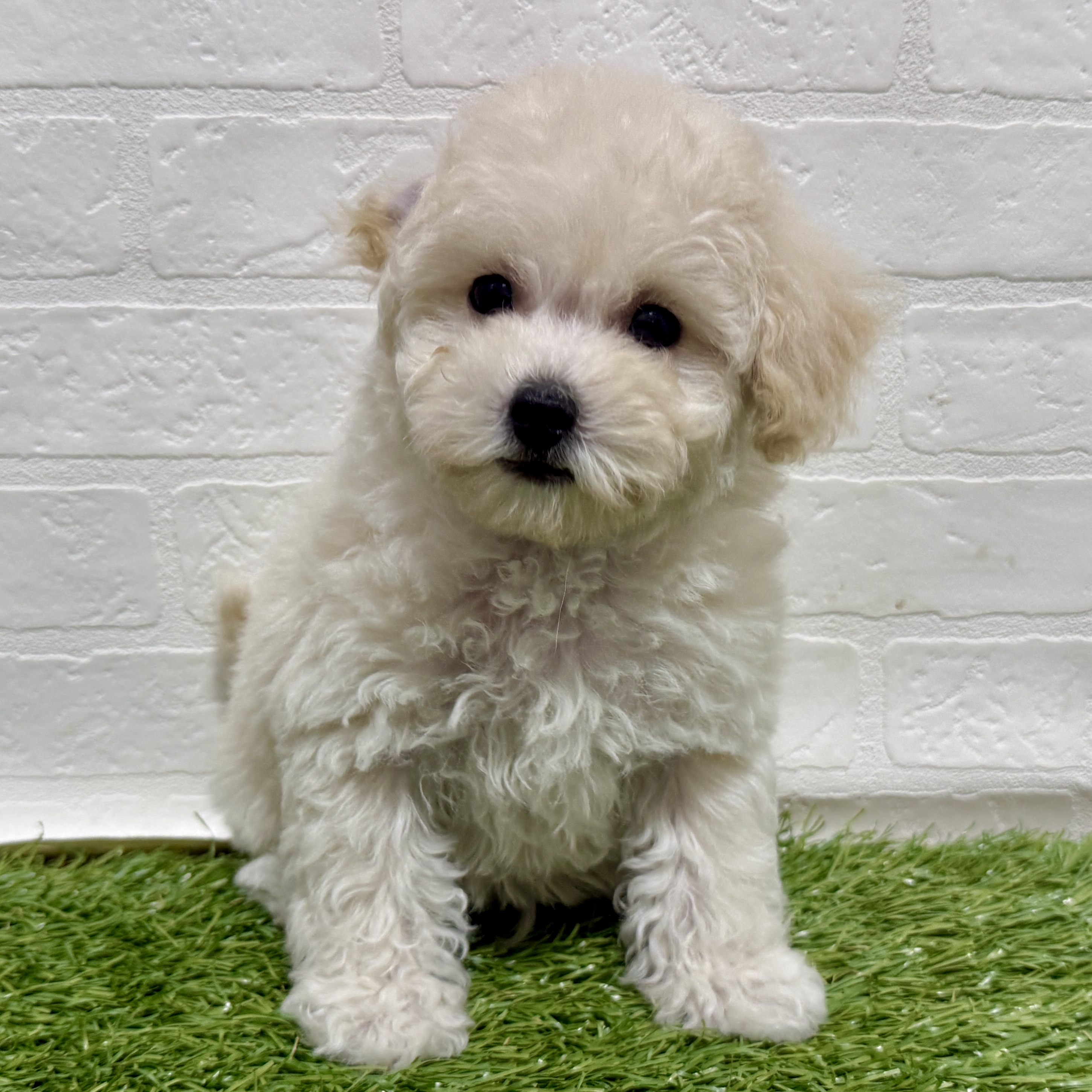 兵庫県のビションプー(ビションフリーゼ×プードル) (ワンニャンハウス神戸北町店/2025年11月8日生まれ/男の子/クリーム)の子犬の2枚目の画像