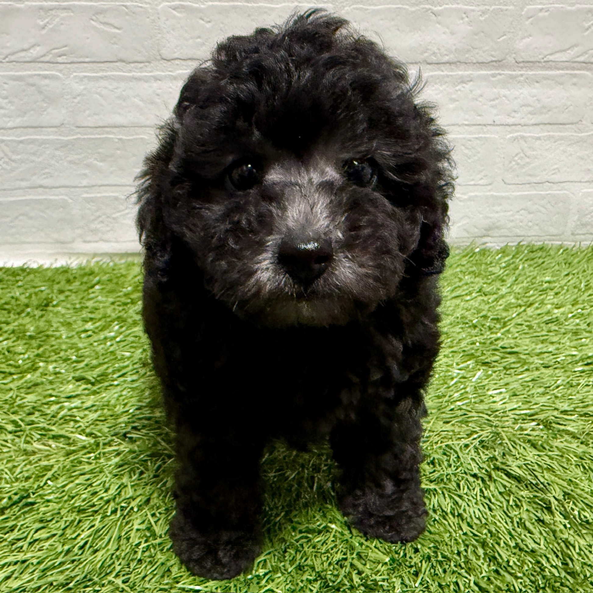 兵庫県のトイプードル(トイ) (ワンニャンハウス神戸北町店/2025年10月20日生まれ/男の子/シルバー)の子犬の1枚目の画像