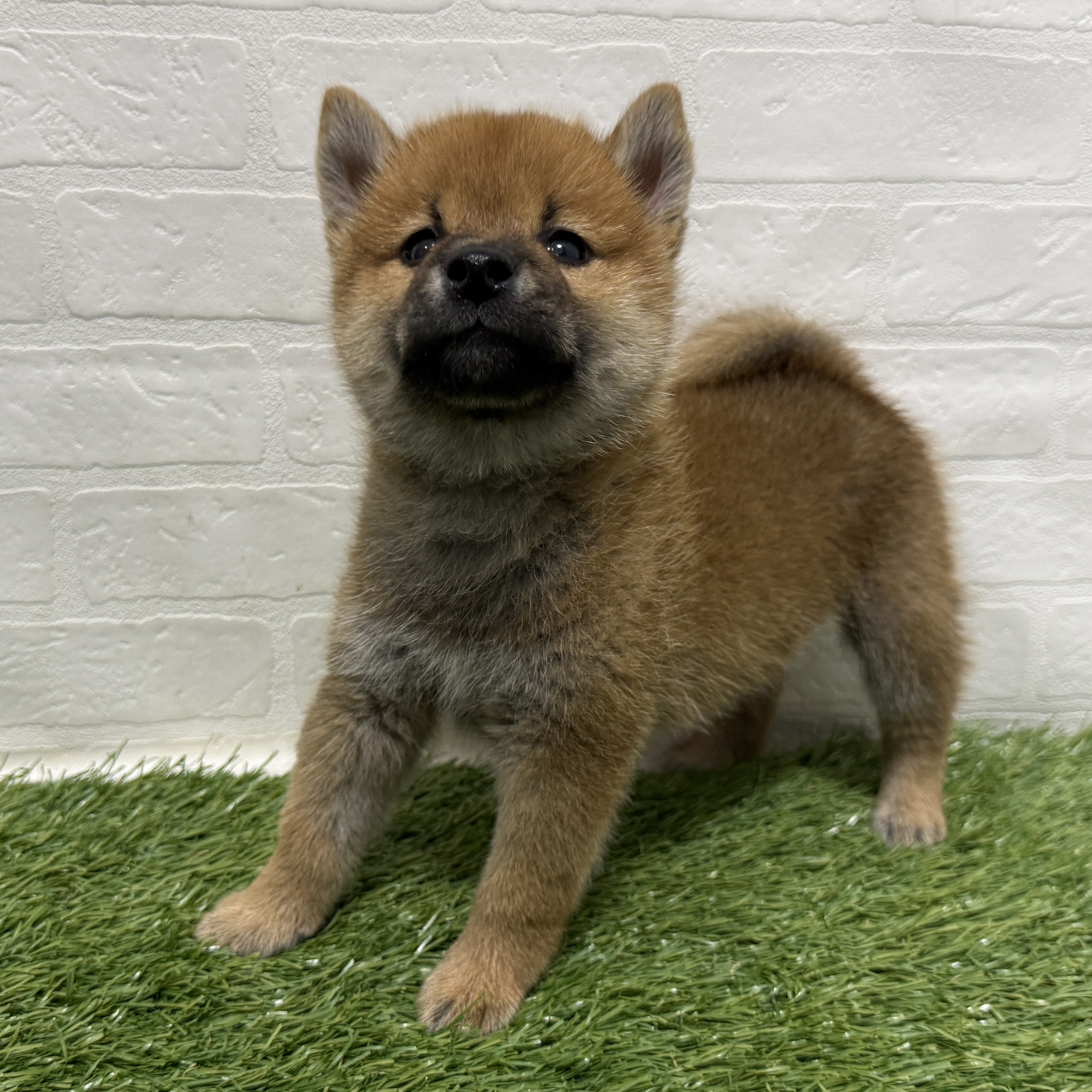 兵庫県の柴犬(標準サイズ) (ワンニャンハウス神戸北町店/2026年6月21日生まれ/男の子/赤)の子犬の2枚目の画像