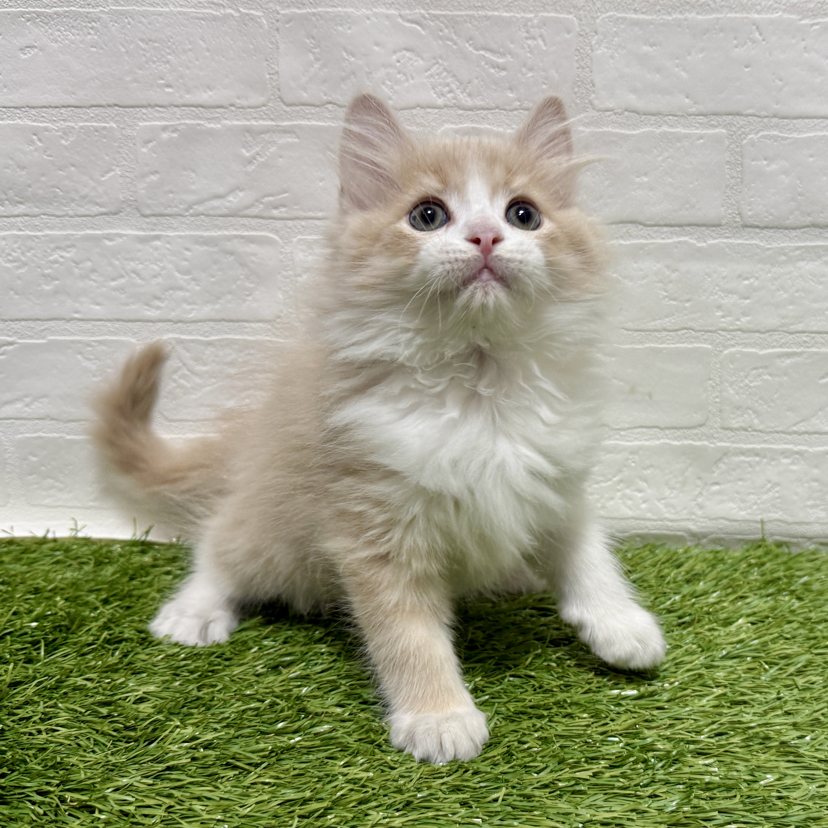 兵庫県のサイベリアン (ワンニャンハウス神戸北町店/2025年9月17日生まれ/男の子/クリームタビーホワイト)の子猫の2枚目の画像