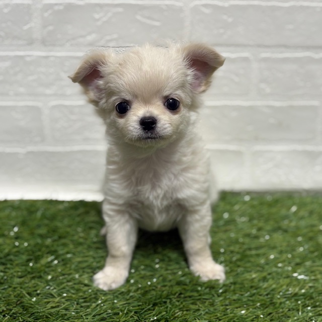 兵庫県のチワワ(ロング) (ワンニャンハウス神戸北町店/2025年10月12日生まれ/男の子/クリーム)の子犬の3枚目の画像