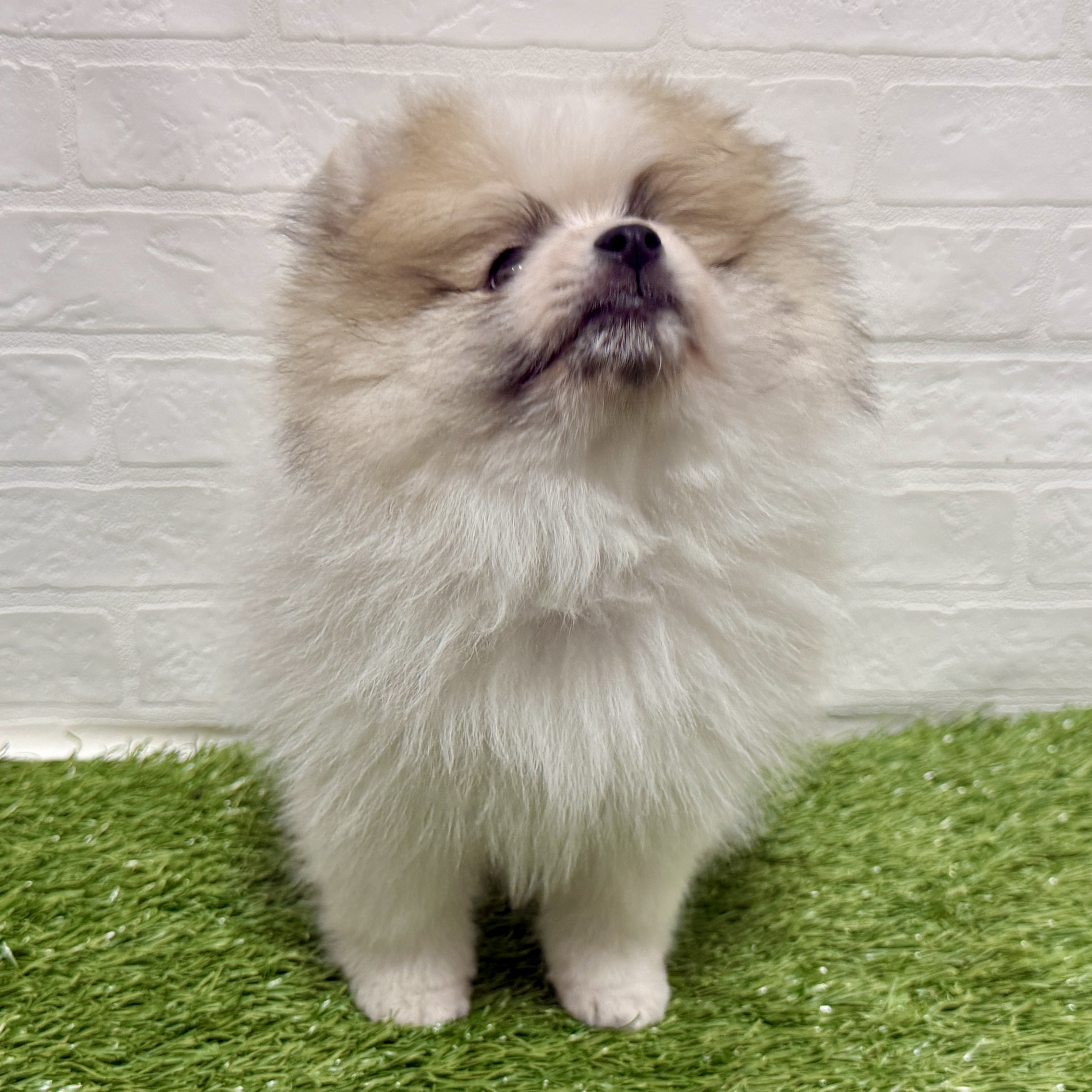 兵庫県のポメラニアン (ワンニャンハウス神戸北町店/2026年1月5日生まれ/男の子/パーティーカラー)の子犬の2枚目の画像