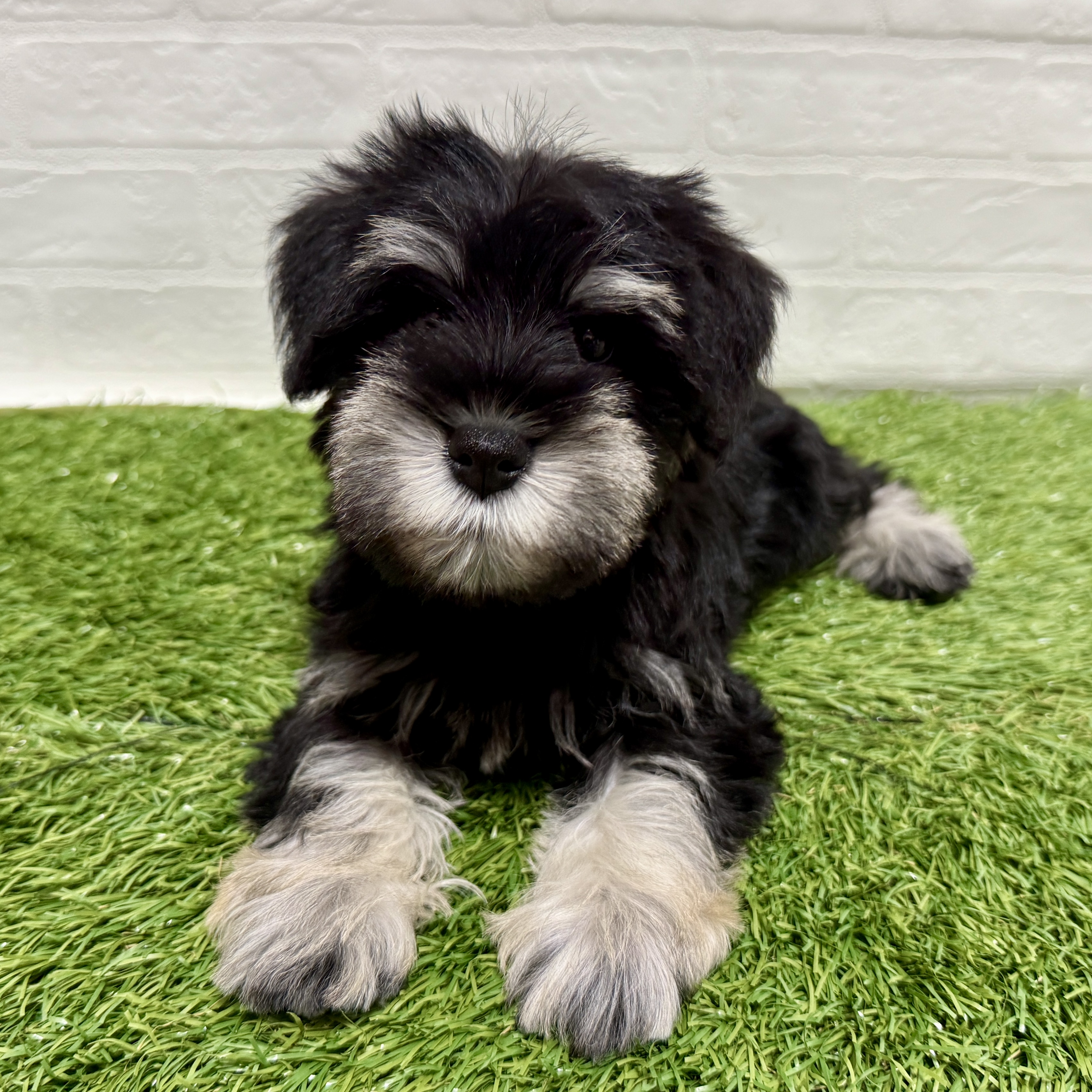 兵庫県のミニチュアシュナウザー (ワンニャンハウス神戸北町店/2025年10月25日生まれ/女の子/ブラックシルバー)の子犬の3枚目の画像