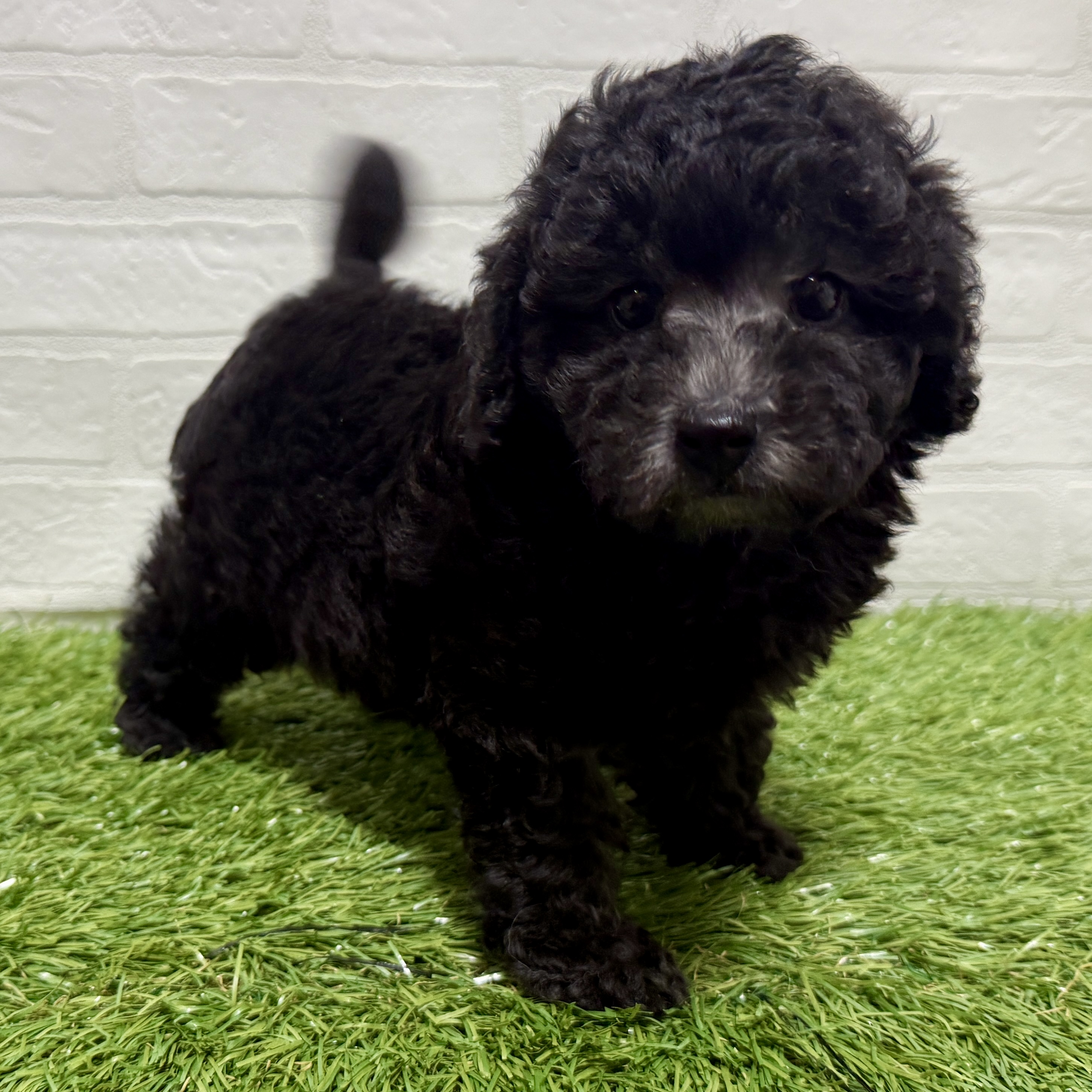 兵庫県のトイプードル(トイ) (ワンニャンハウス神戸北町店/2025年10月20日生まれ/男の子/シルバー)の子犬の2枚目の画像