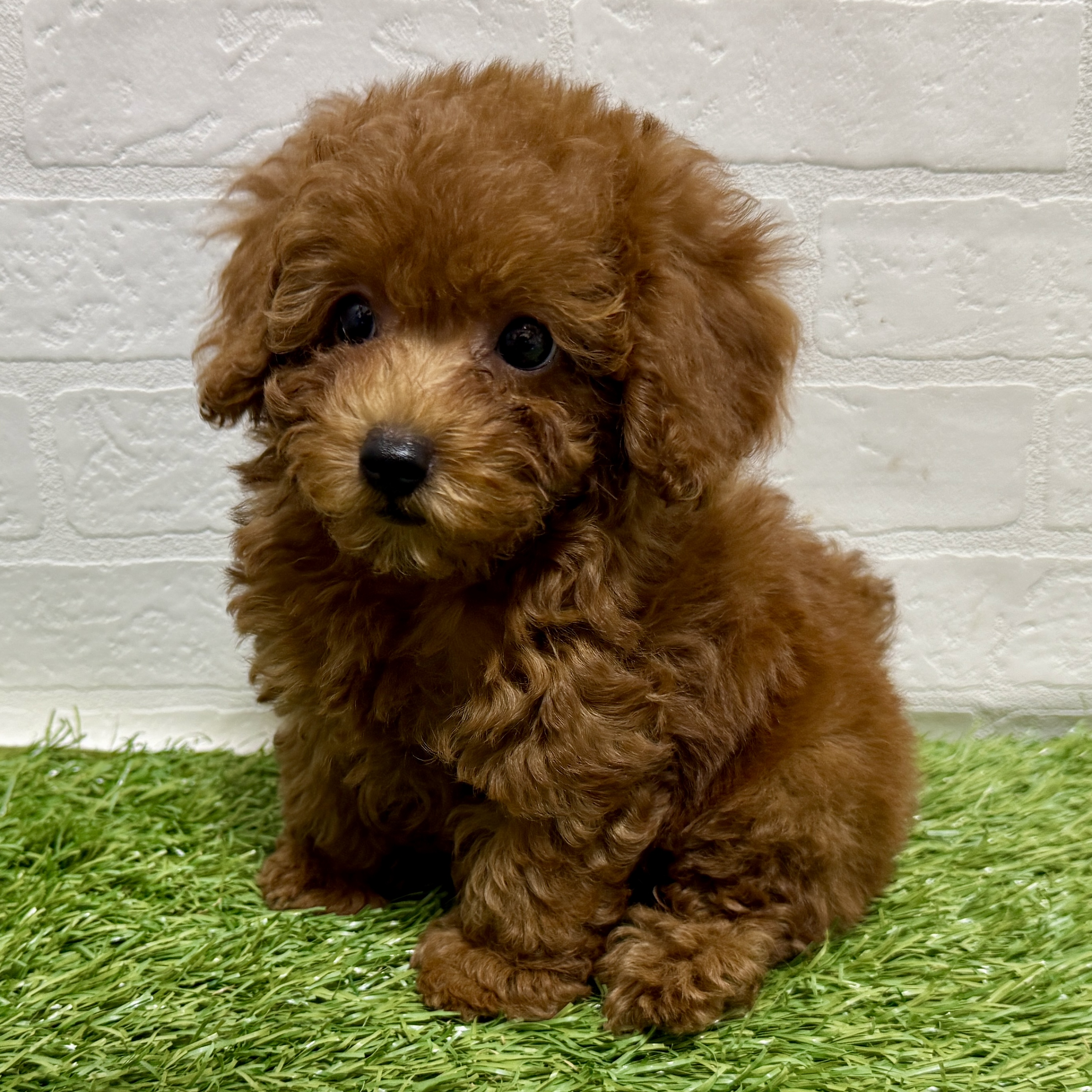 兵庫県のトイプードル(トイ) (ワンニャンハウス神戸北町店/2025年9月28日生まれ/女の子/レッド)の子犬の4枚目の画像