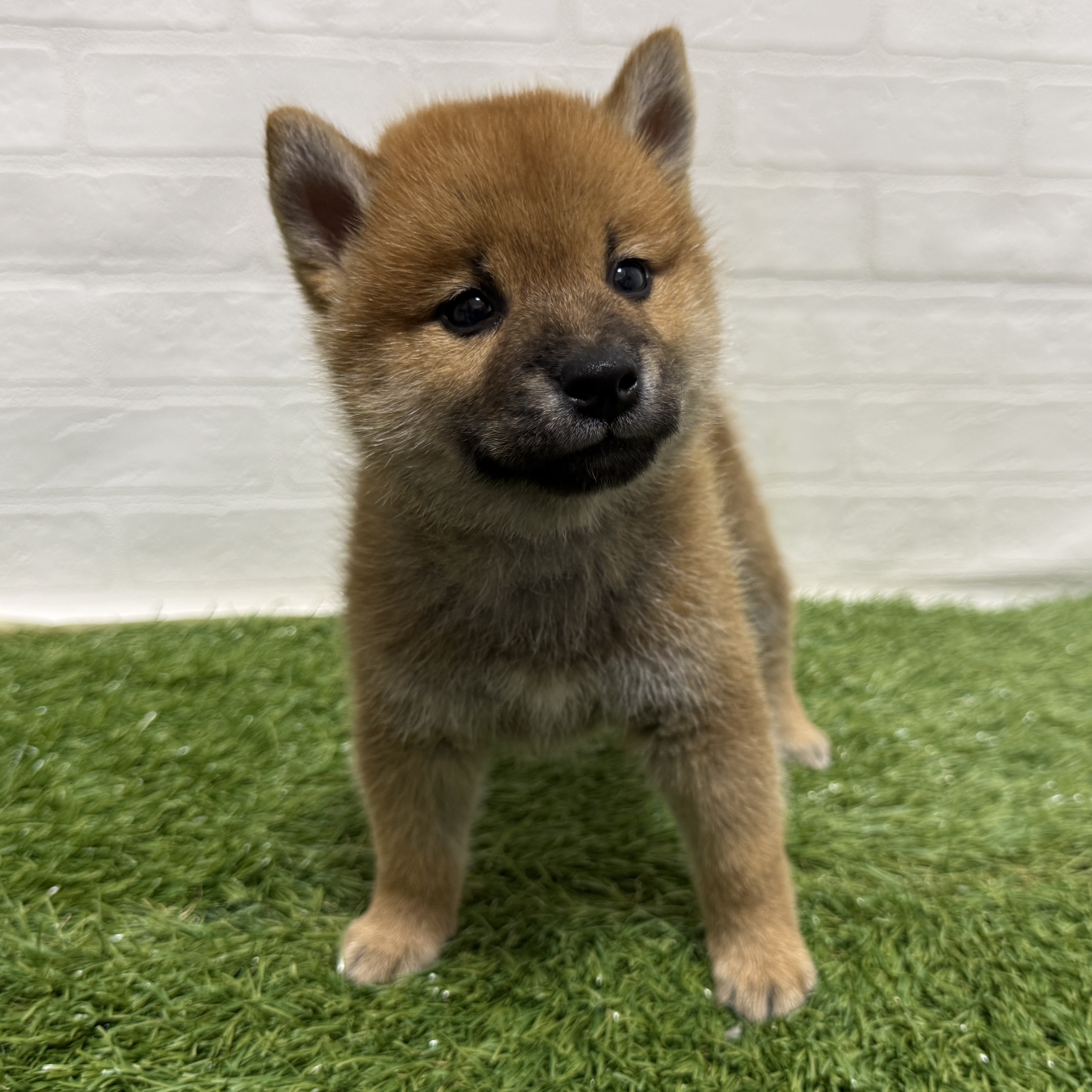 兵庫県の柴犬(標準サイズ) (ワンニャンハウス神戸北町店/2026年6月21日生まれ/男の子/赤)の子犬の3枚目の画像