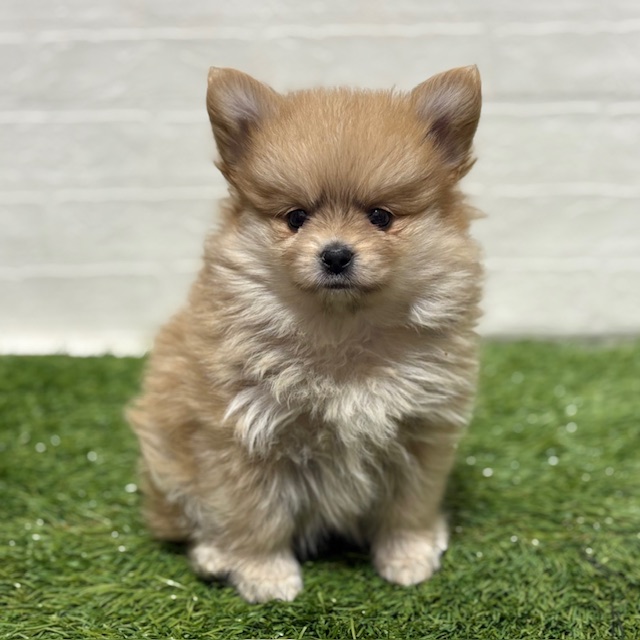 兵庫県のポメヨン/パピポメ/ポメパピ(ポメラニアン×パピヨン) (ワンニャンハウス神戸北町店/2025年10月13日生まれ/女の子/オレンジ)の子犬の3枚目の画像