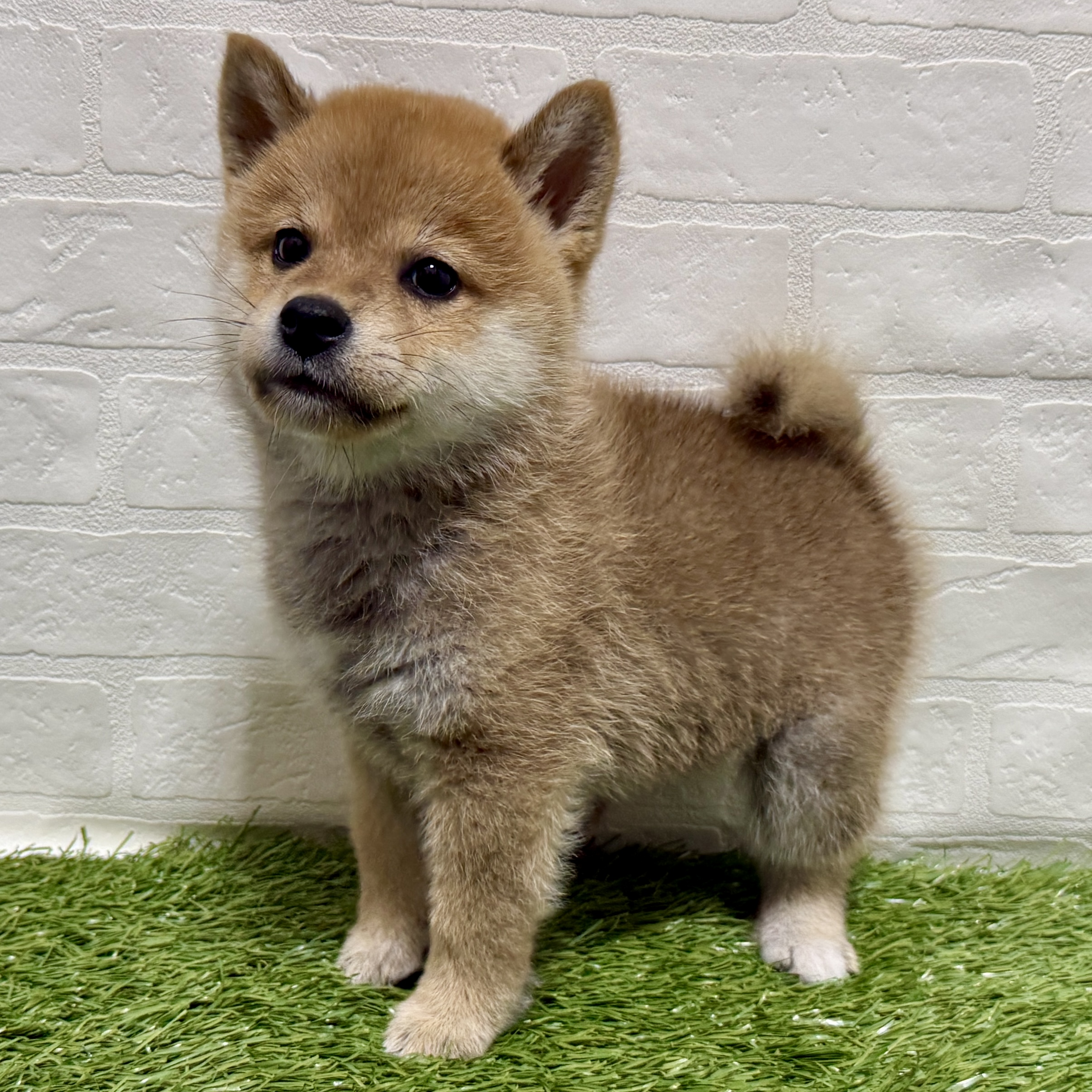 兵庫県の柴犬(標準サイズ) (ワンニャンハウス神戸北町店/2025年8月3日生まれ/男の子/赤)の子犬の3枚目の画像