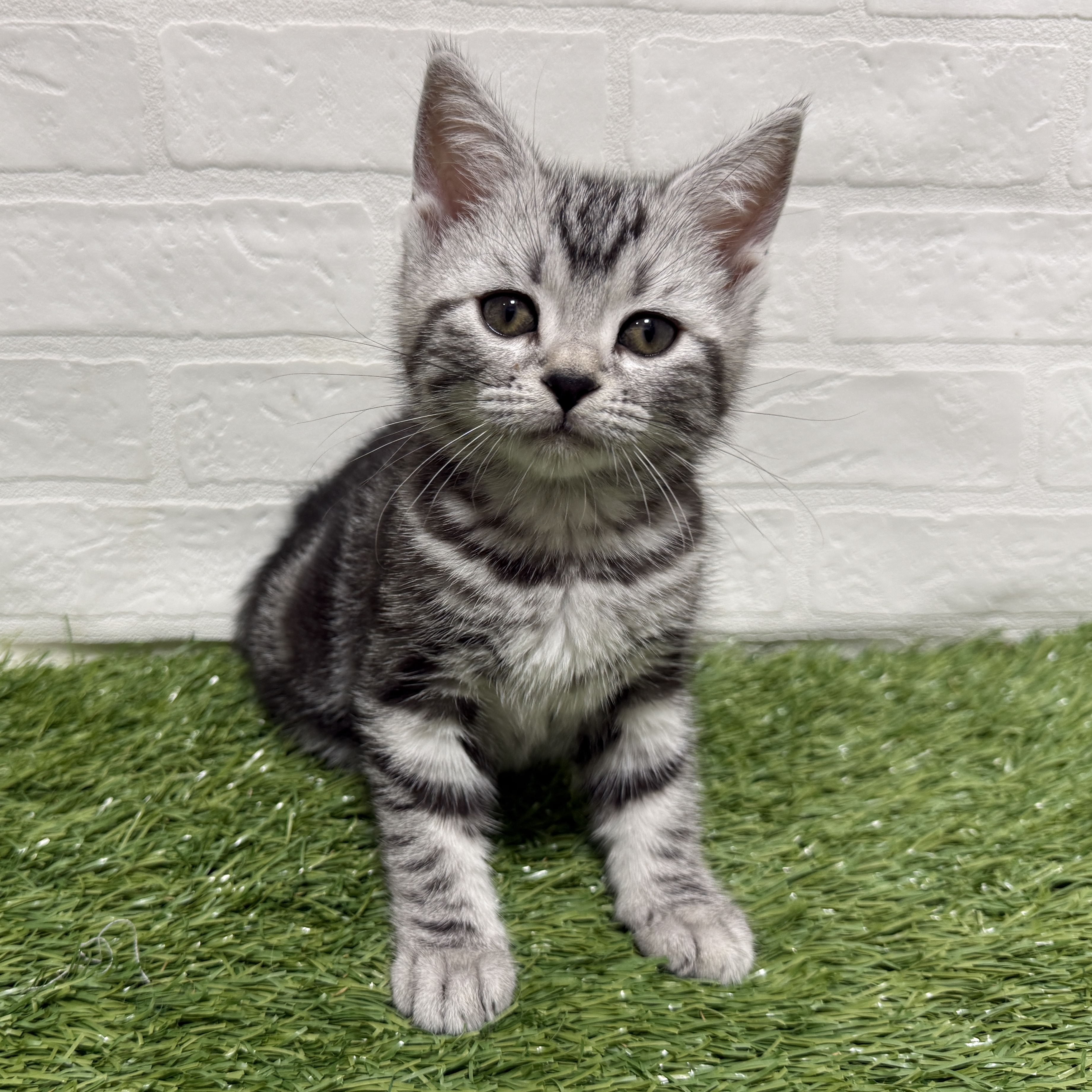兵庫県のアメリカンショートヘアー (ワンニャンハウス神戸北町店/2026年2月3日生まれ/女の子/シルバータビー)の子猫の1枚目の画像