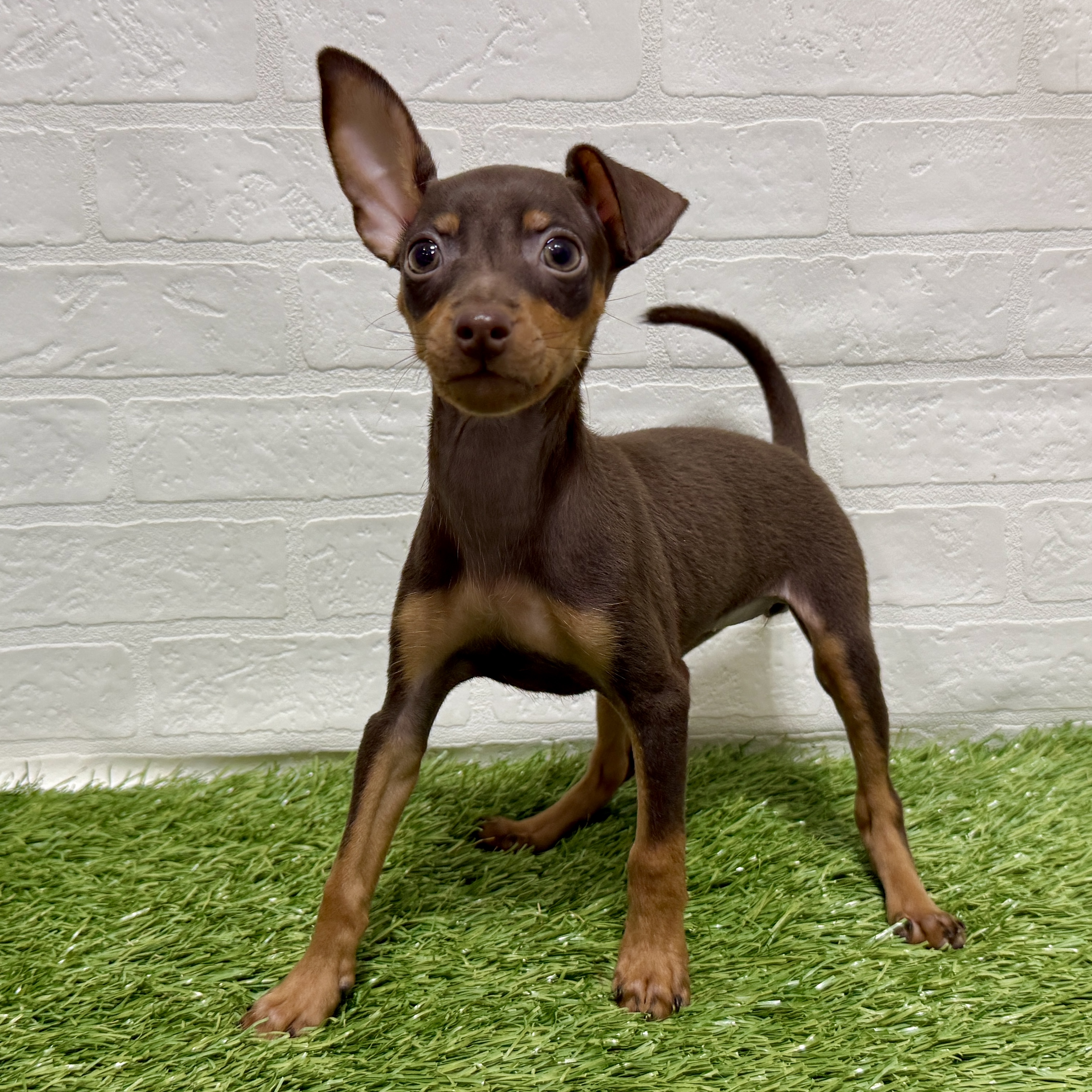 兵庫県のミニチュアピンシャー (ワンニャンハウス神戸北町店/2025年9月6日生まれ/女の子/チョコレートタン)の子犬の4枚目の画像