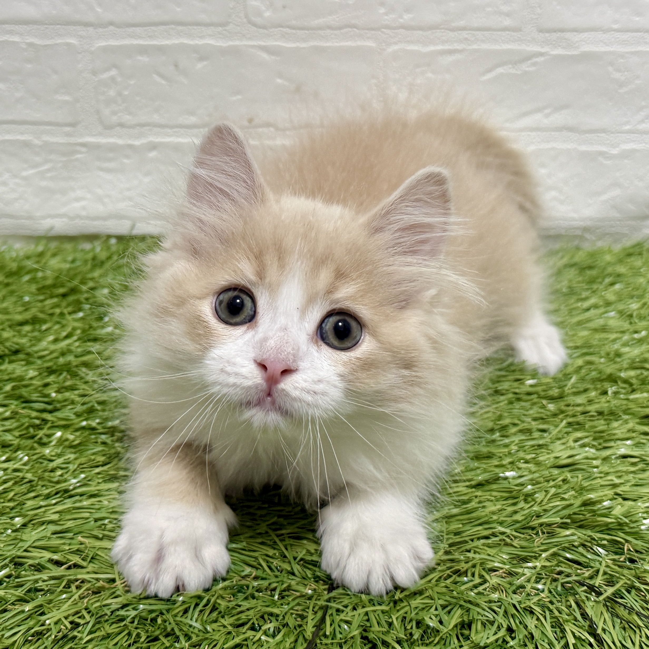 兵庫県のサイベリアン (ワンニャンハウス神戸北町店/2025年9月17日生まれ/男の子/クリームタビーホワイト)の子猫の1枚目の画像