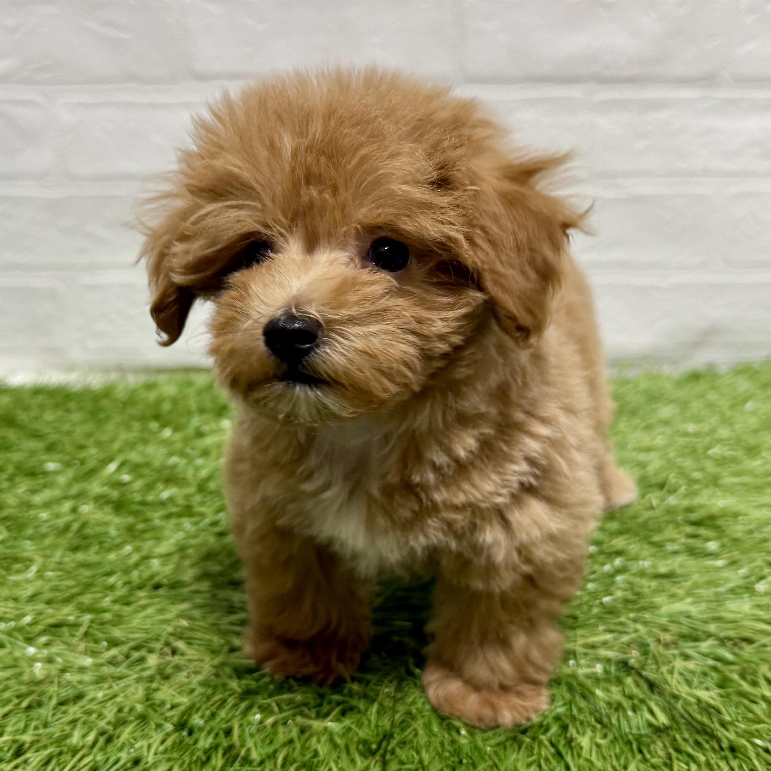 兵庫県のマルプー(マルチーズ×プードル) (ワンニャンハウス神戸北町店/2025年10月5日生まれ/女の子/アプリコット)の子犬の4枚目の画像