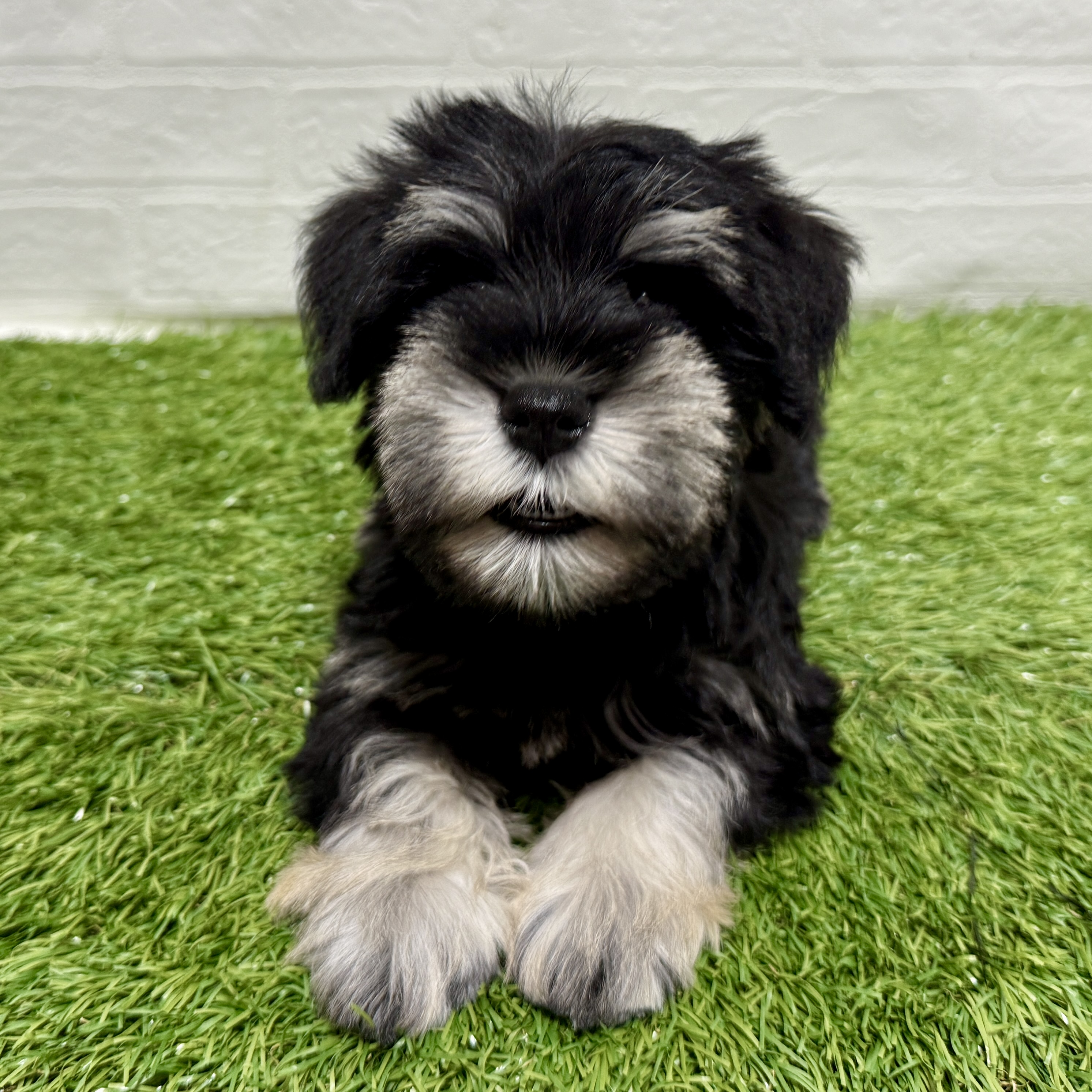 兵庫県のミニチュアシュナウザー (ワンニャンハウス神戸北町店/2025年10月25日生まれ/女の子/ブラックシルバー)の子犬の4枚目の画像