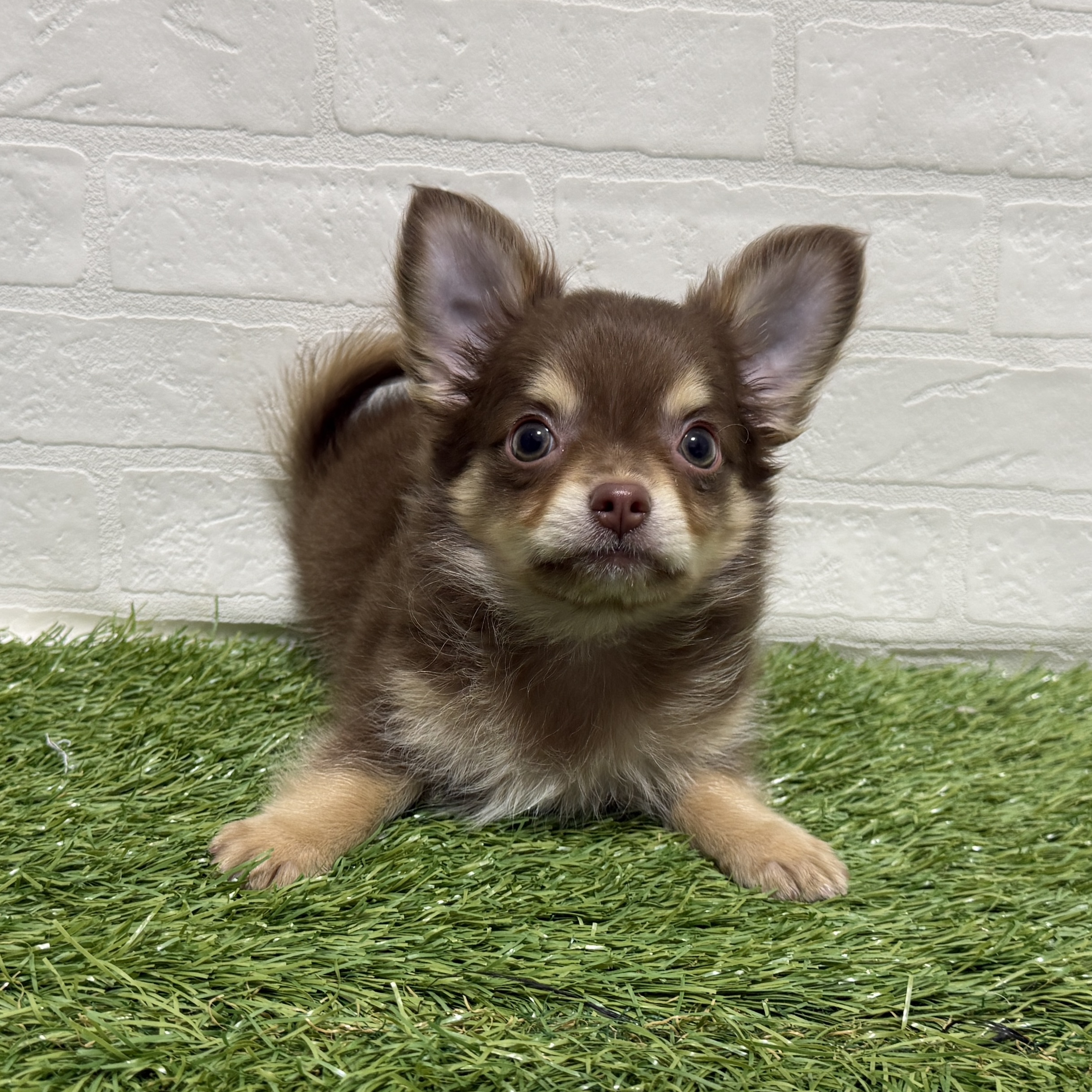 兵庫県のチワワ(ロング) (ワンニャンハウス神戸北町店/2026年1月31日生まれ/男の子/チョコレートクリーム)の子犬の4枚目の画像