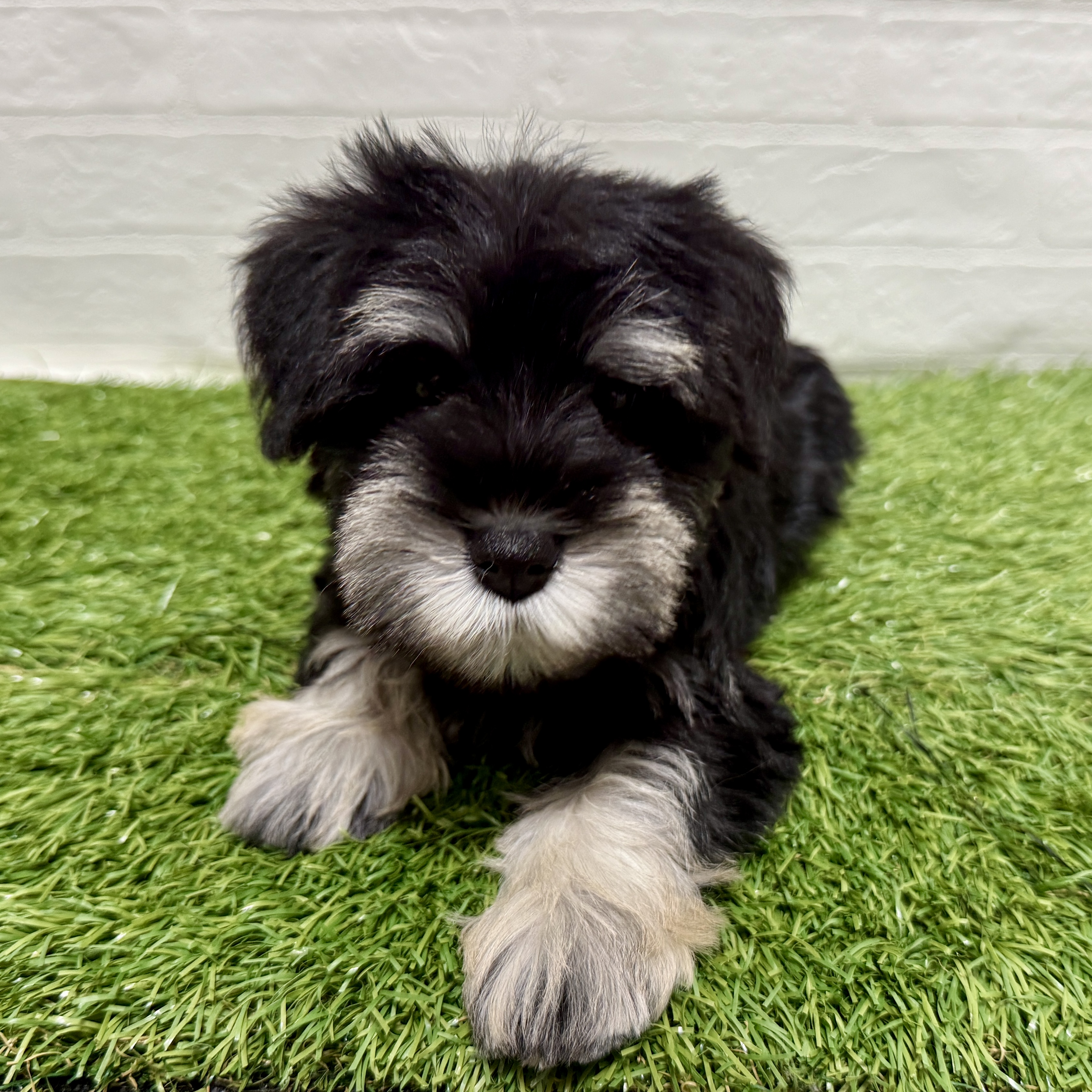 兵庫県のミニチュアシュナウザー (ワンニャンハウス神戸北町店/2025年10月25日生まれ/女の子/ブラックシルバー)の子犬の2枚目の画像