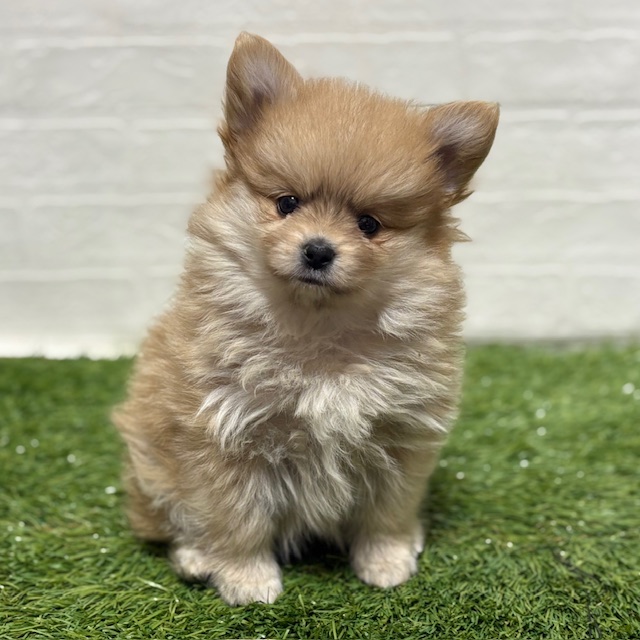 兵庫県のポメヨン/パピポメ/ポメパピ(ポメラニアン×パピヨン) (ワンニャンハウス神戸北町店/2025年10月13日生まれ/女の子/オレンジ)の子犬の2枚目の画像