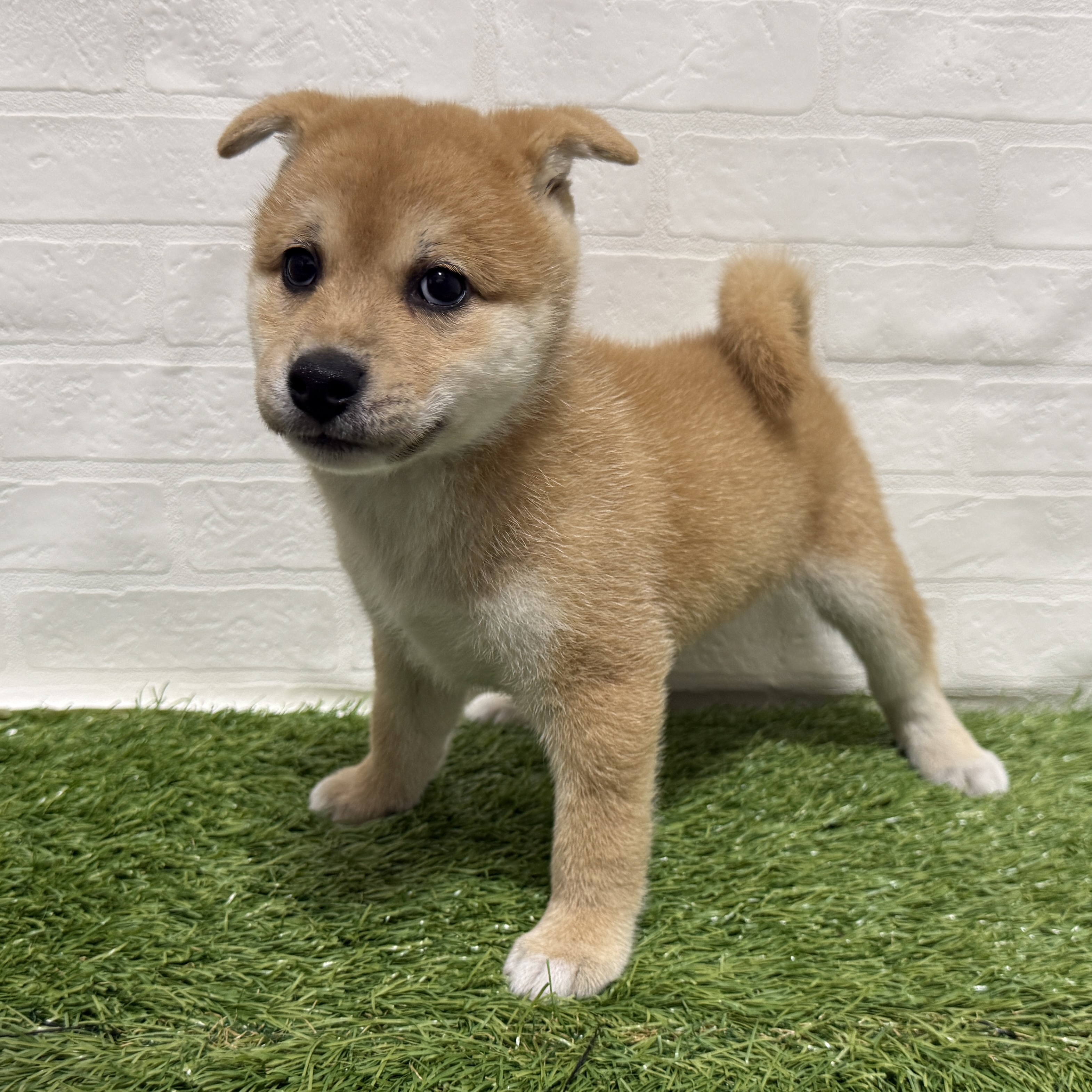 兵庫県の柴犬(標準サイズ) (ワンニャンハウス神戸北町店/2026年4月25日生まれ/男の子/赤)の子犬の4枚目の画像