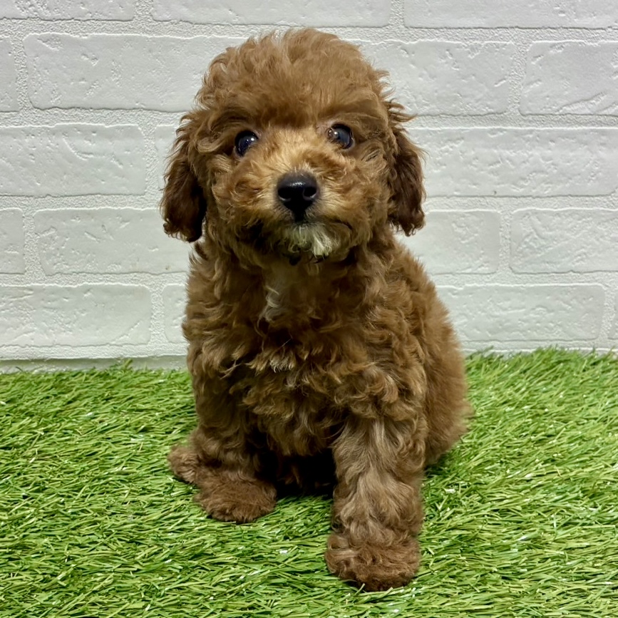 兵庫県のトイプードル(トイ) (ワンニャンハウス神戸北町店/2025年11月22日生まれ/女の子/レッド)の子犬の2枚目の画像