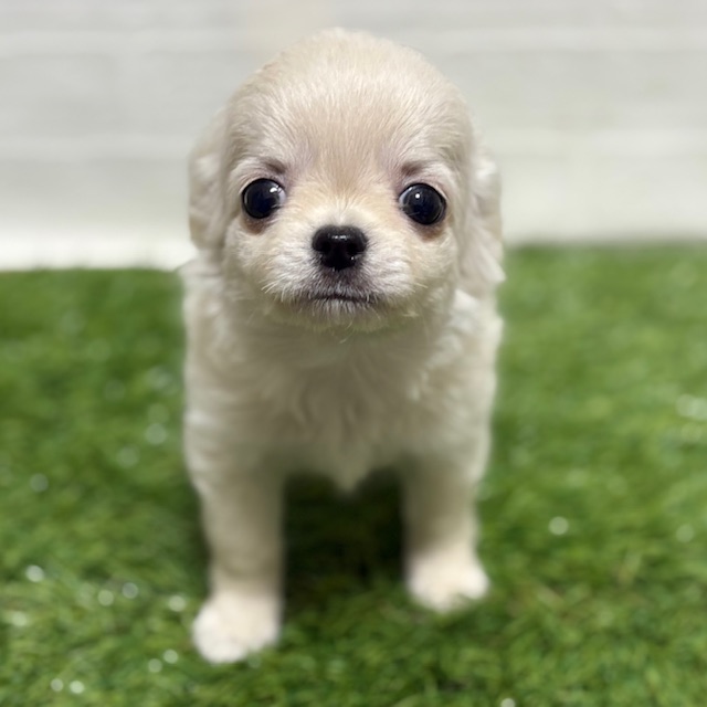 兵庫県のチワワ(ロング) (ワンニャンハウス神戸北町店/2025年10月12日生まれ/男の子/クリーム)の子犬の2枚目の画像