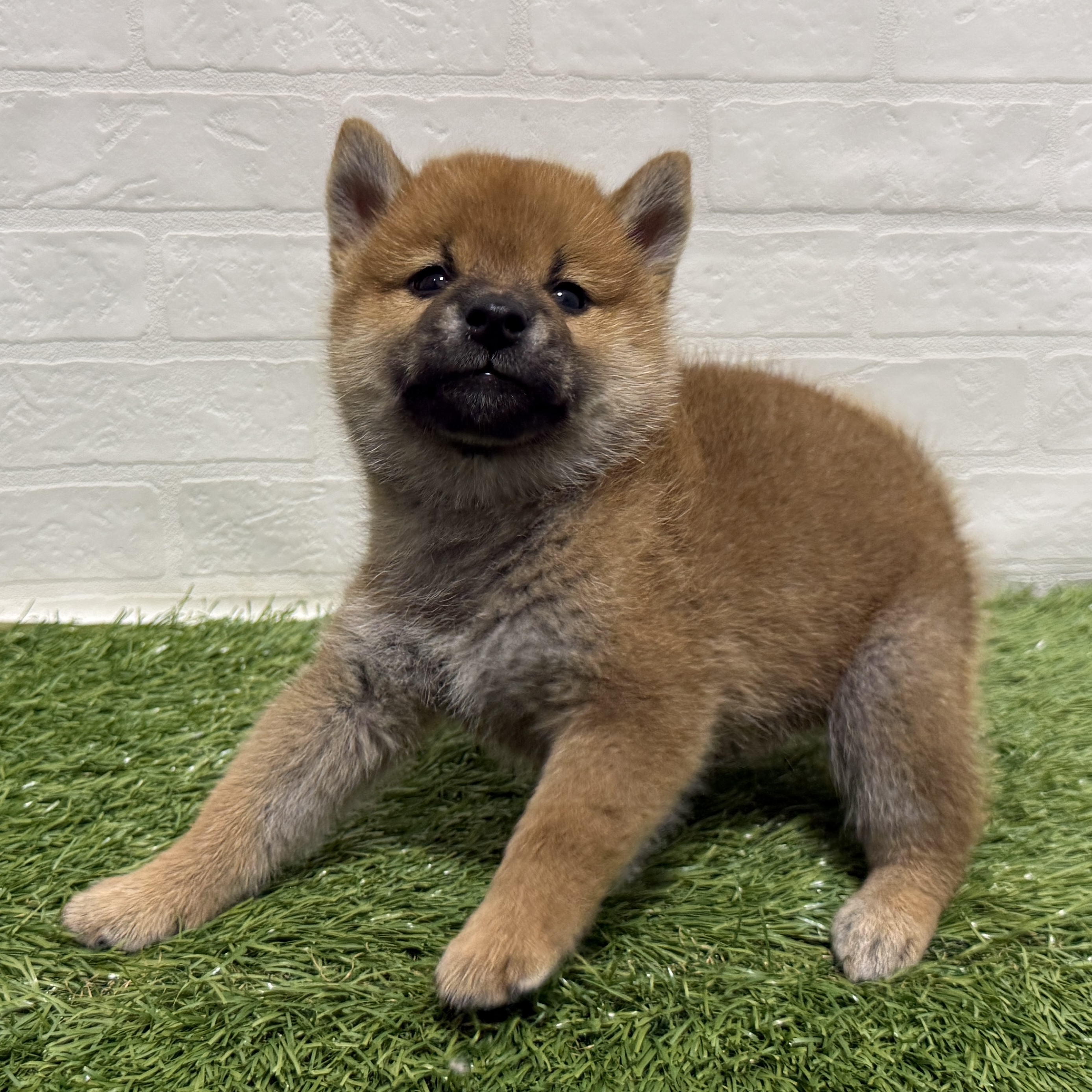兵庫県の柴犬(標準サイズ) (ワンニャンハウス神戸北町店/2026年6月21日生まれ/男の子/赤)の子犬の4枚目の画像